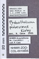 Etikette zu Probothrium pubescens (NHMW-ZOO-COL-0010605)